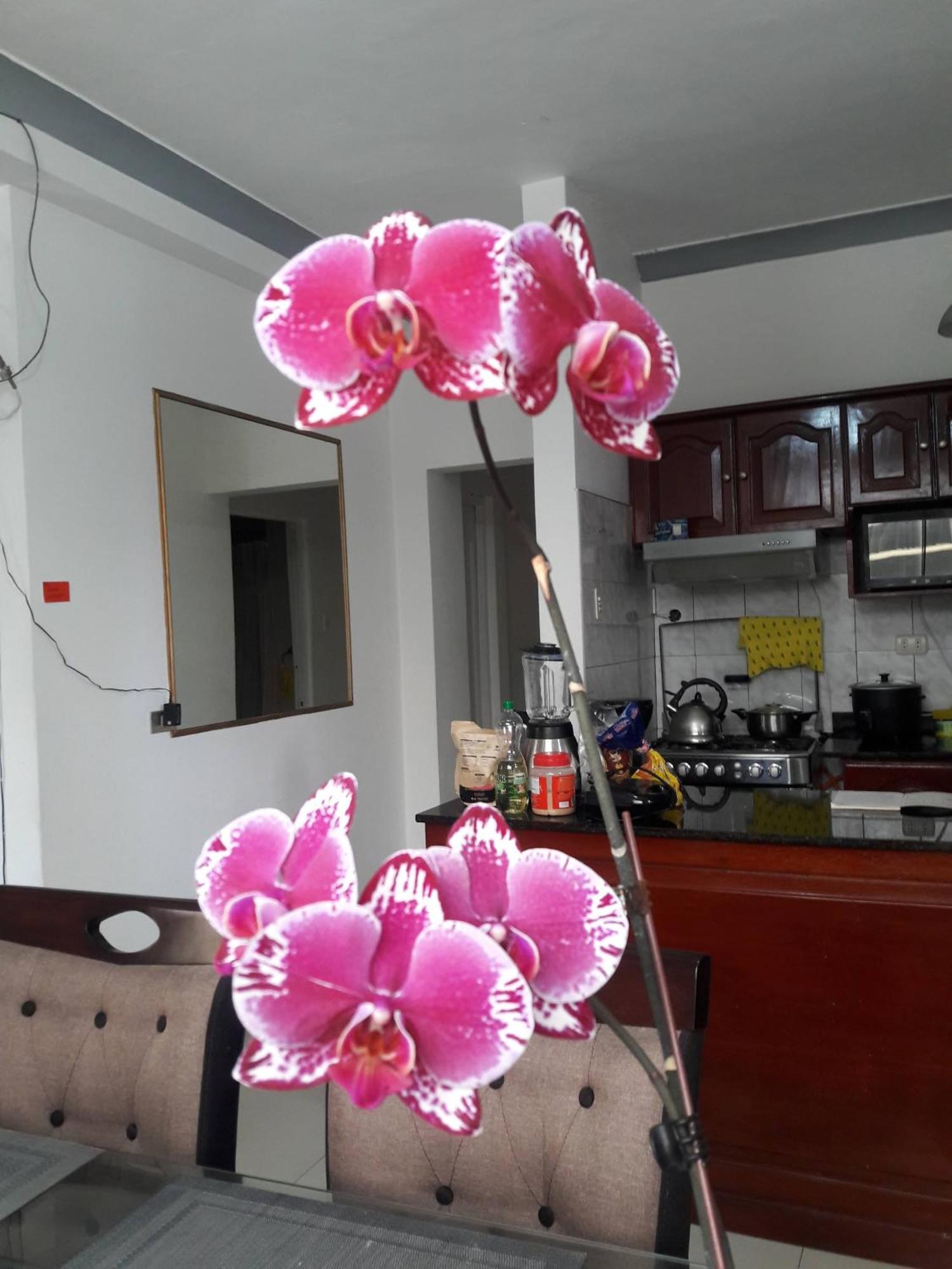 Miraflores Departamentos Лима Екстериор снимка